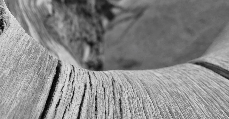 Joshua Tree, Steven Morris