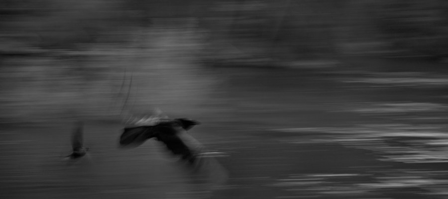 The Return by Geneen Marie Haugen